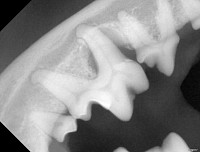 Radiographie de carnassière : maladie parodontale.